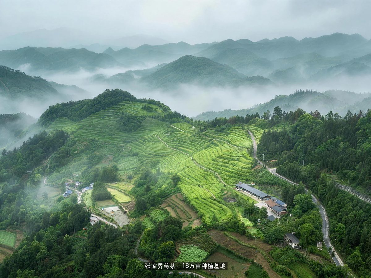 张家界莓茶种植基地航拍——18万亩高山茶园梯田
